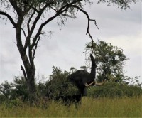 /album/fotos-afrika/pakw-6-small-jpg/
